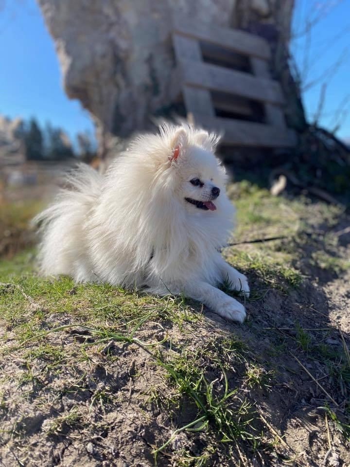 Naya Des Precious Spitz